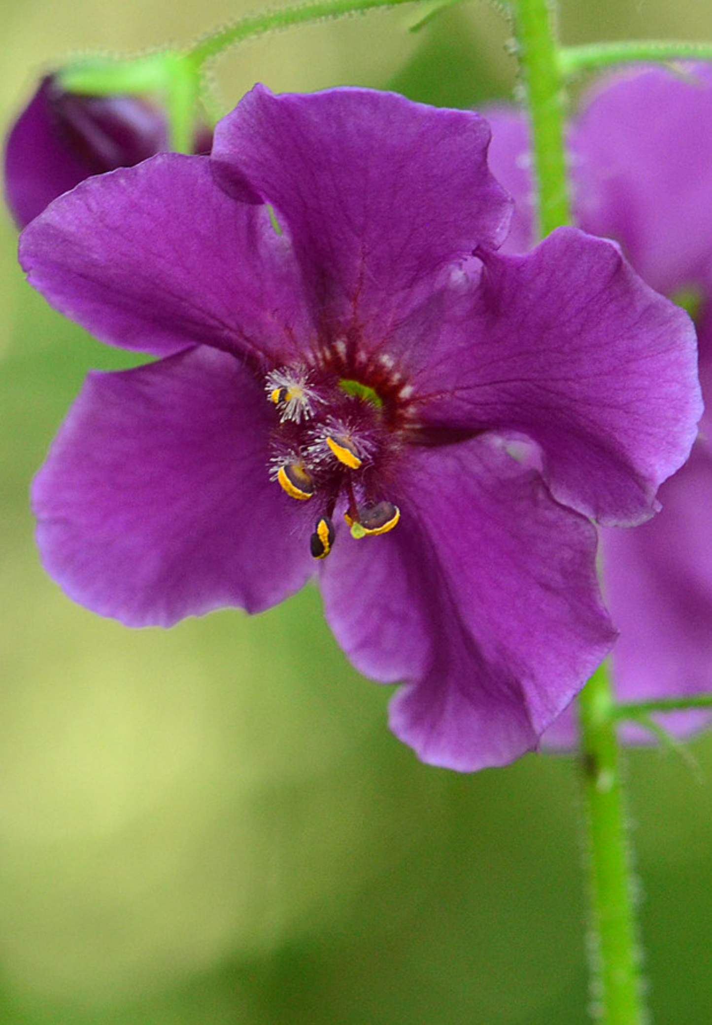 Purpur Kongelys (Verbascum phoeniceum)