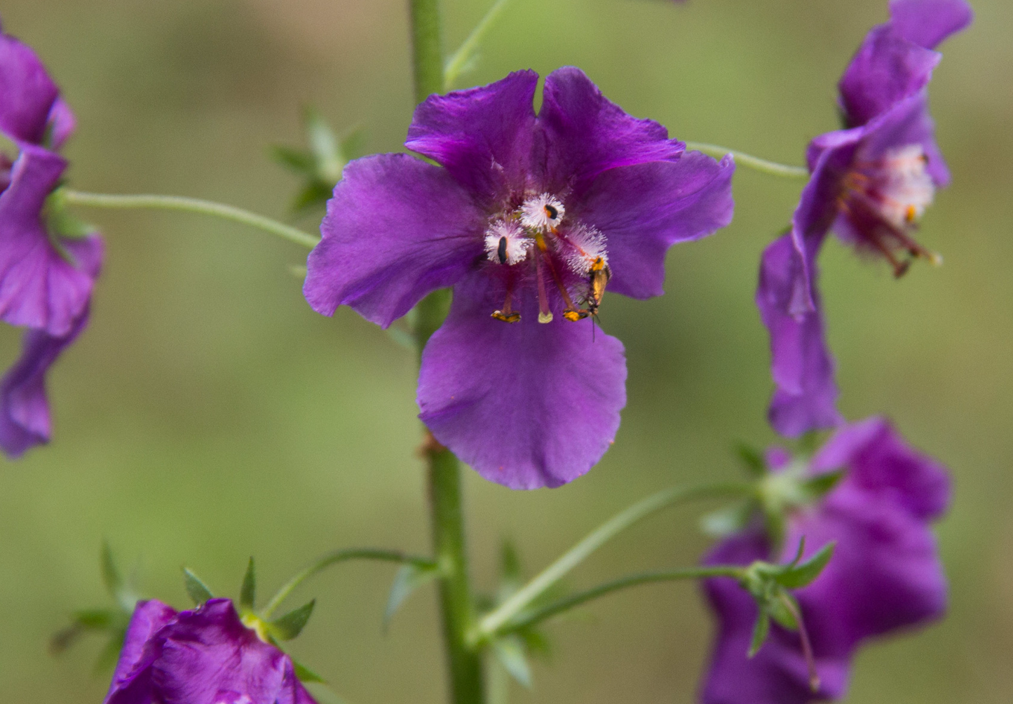 Purpur Kongelys (Verbascum phoeniceum)