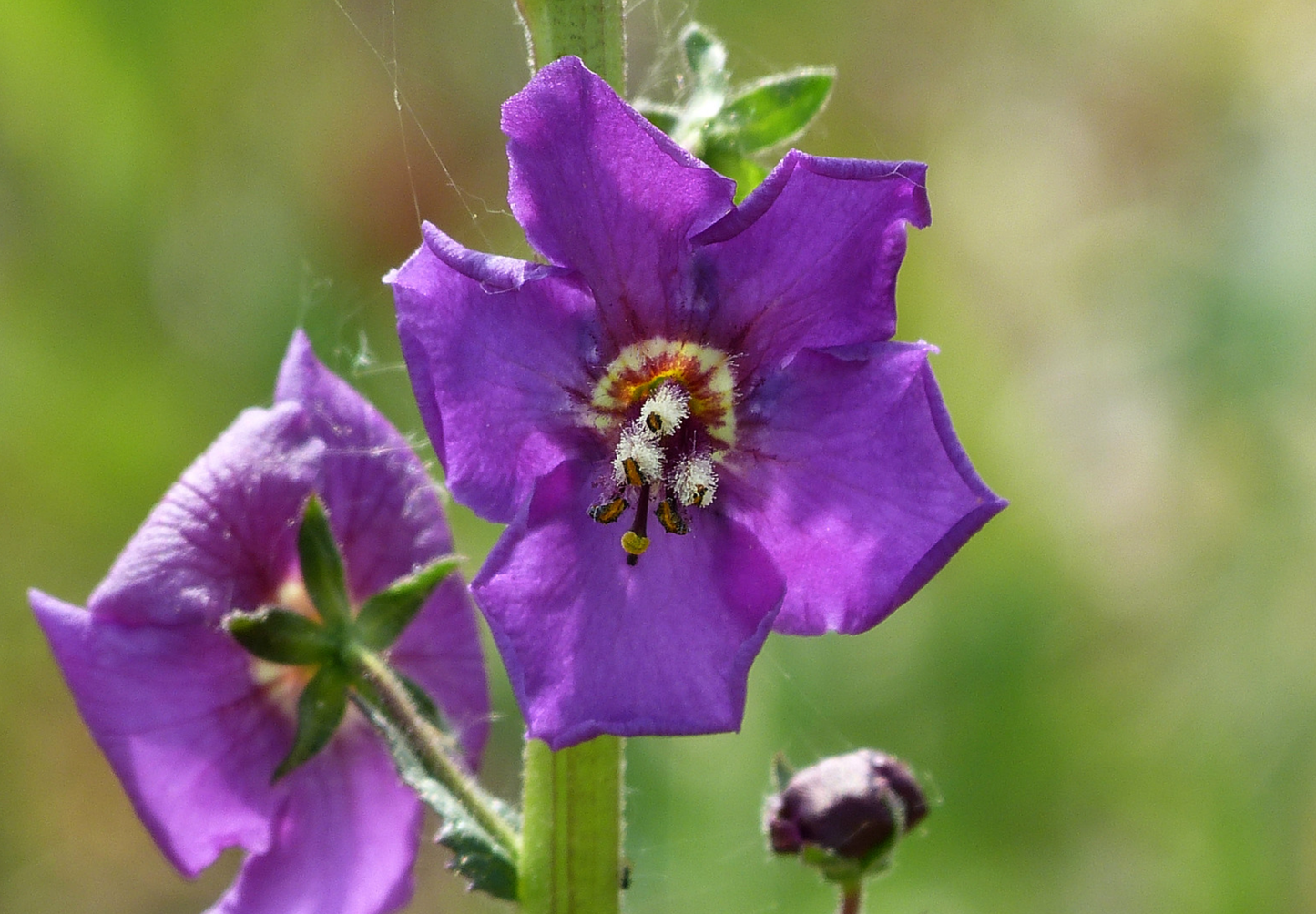 Purpur Kongelys (Verbascum phoeniceum)