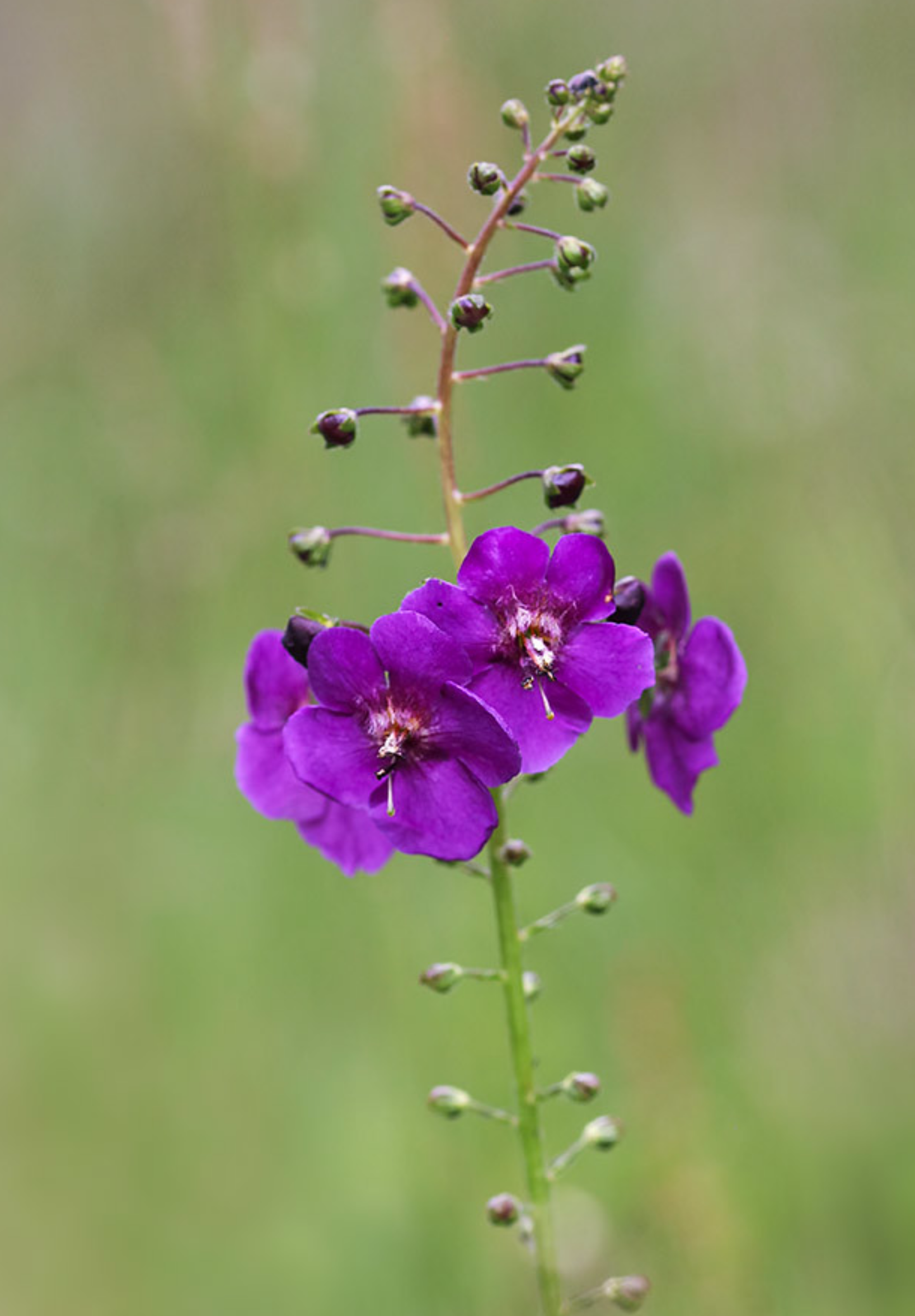 Purpur Kongelys (Verbascum phoeniceum)