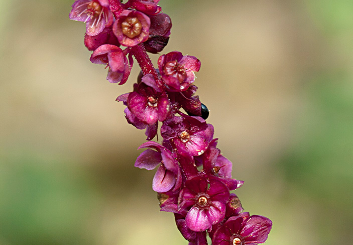 Purpur Kongelys (Verbascum phoeniceum)