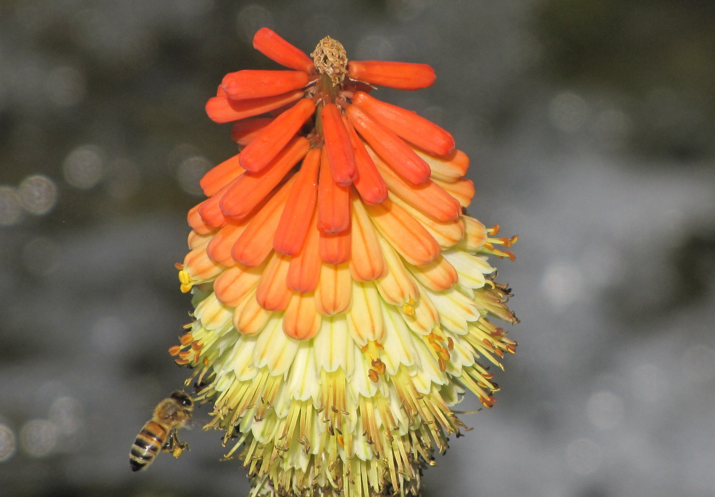 Raketblomst, fakkel-lilje - kniphofia uvaria