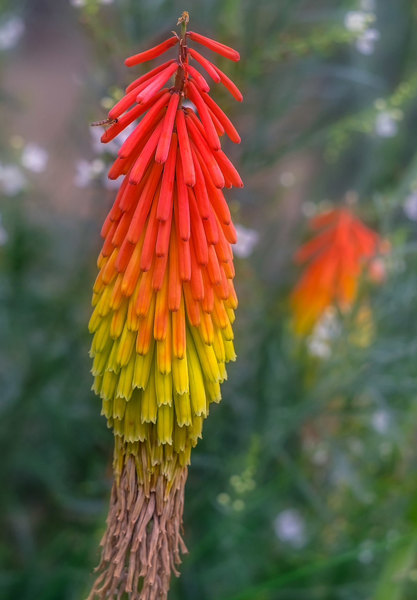 Raketblomst, fakkel-lilje - kniphofia uvaria