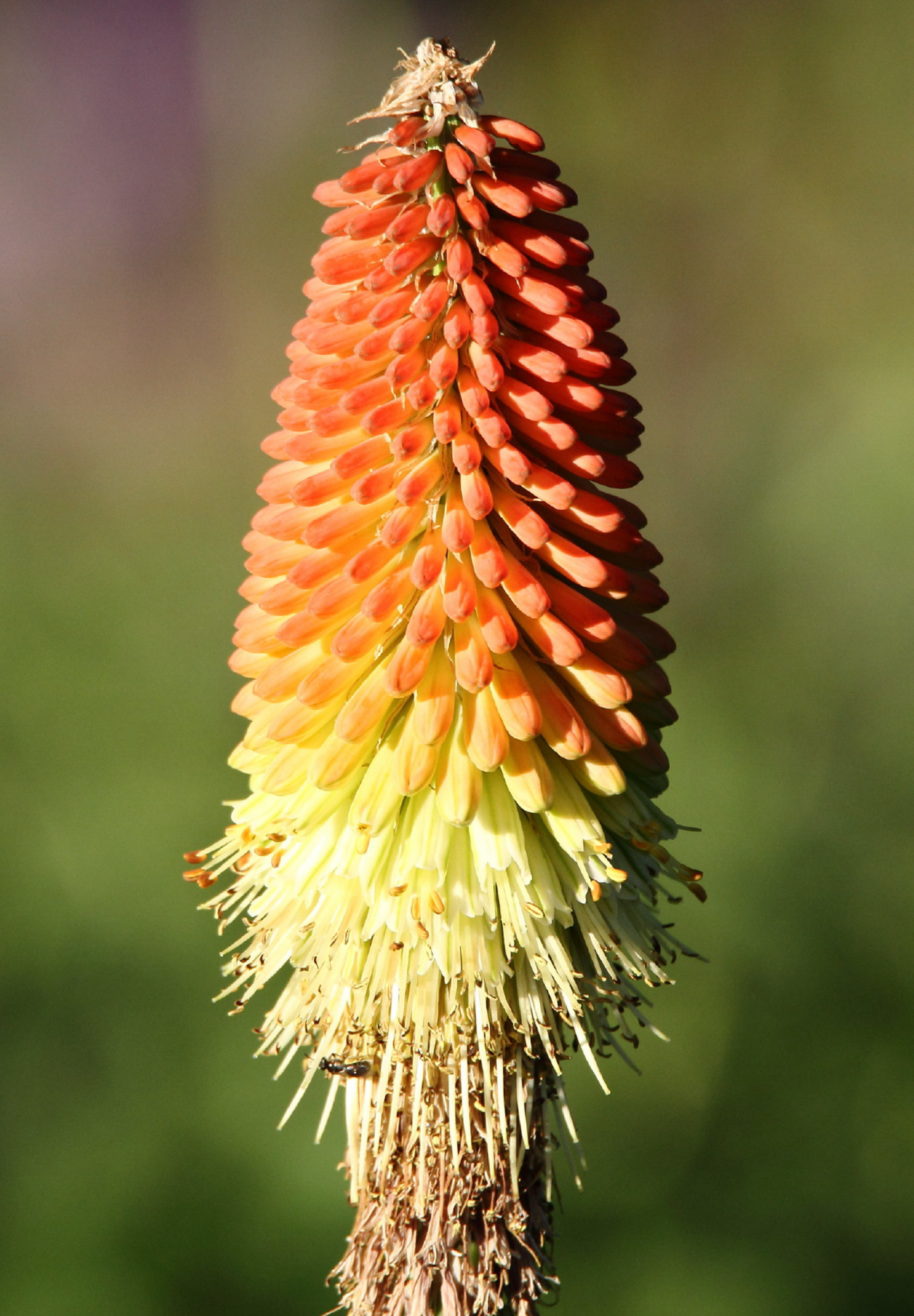 Raketblomst, fakkel-lilje - kniphofia uvaria