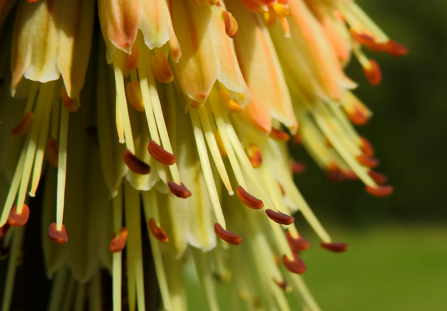 Raketblomst, fakkel-lilje - kniphofia uvaria