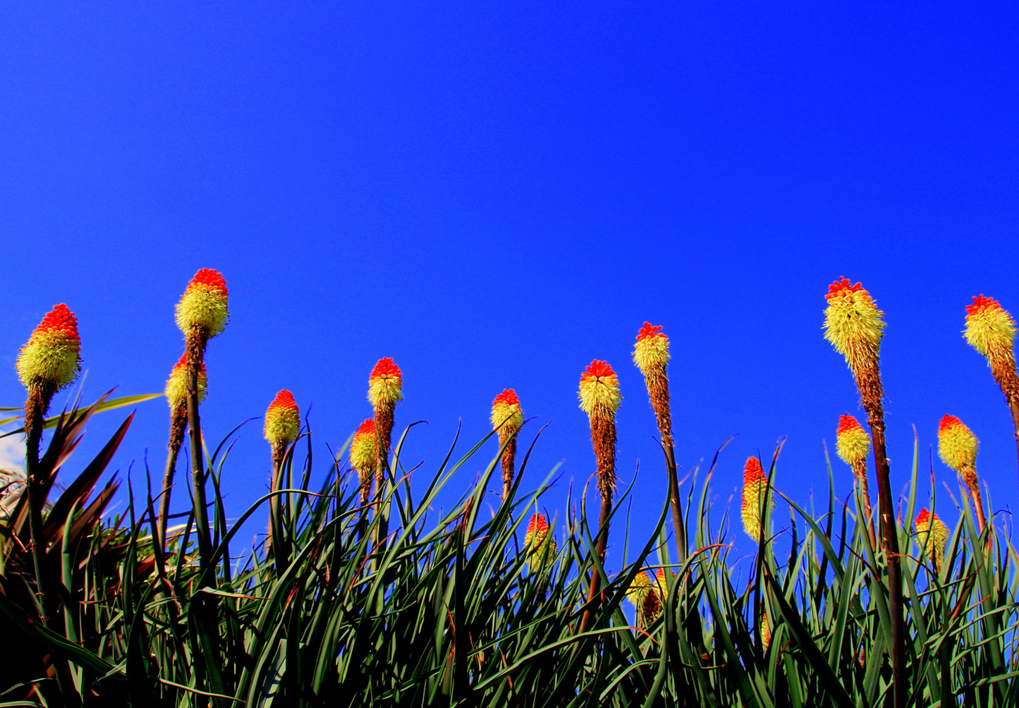 Raketblomst, fakkel-lilje - kniphofia uvaria