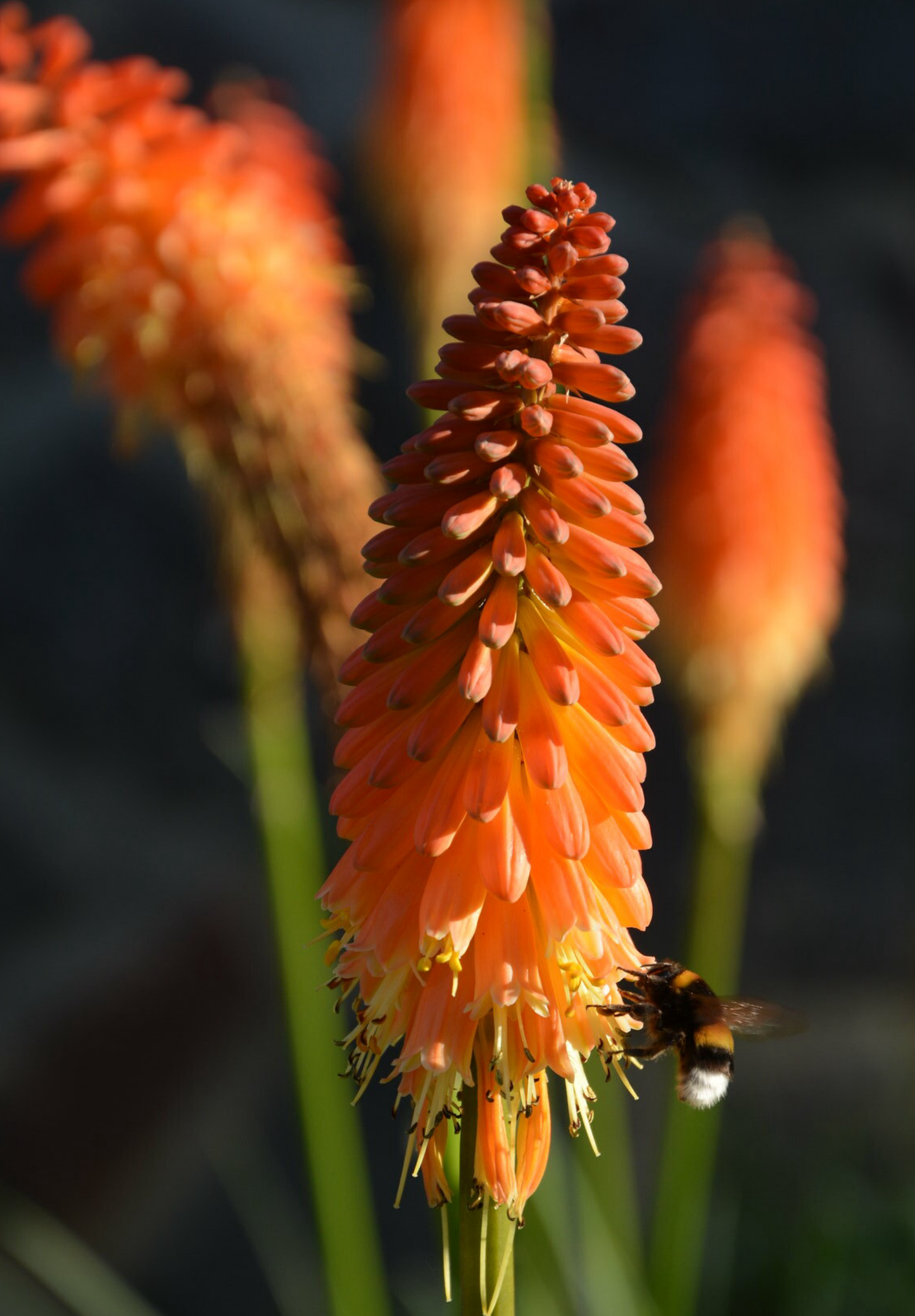 Raketblomst, fakkel-lilje - kniphofia uvaria