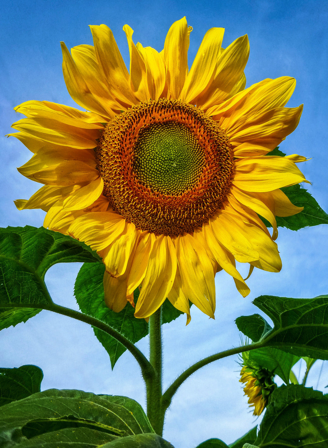 Solsikke Kæmpe (Amerikansk hybrid)  - American Giant