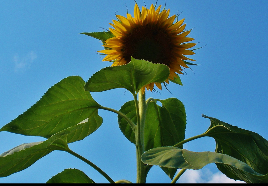 Solsikke Kæmpe (Amerikansk hybrid)  - American Giant