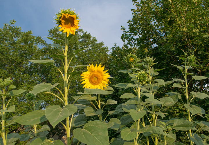 Solsikke Kæmpe (Amerikansk hybrid)  - American Giant