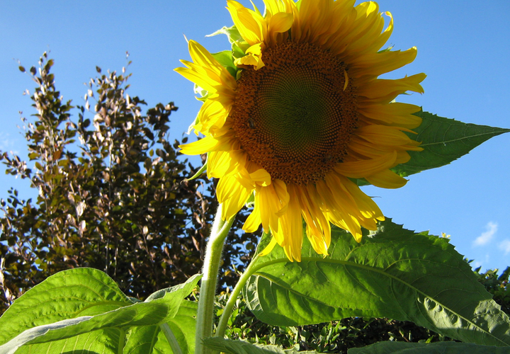 Solsikke Kæmpe (Amerikansk hybrid)  - American Giant
