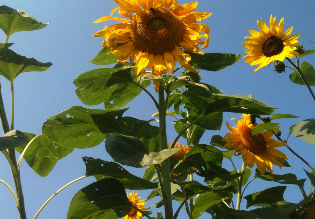 Solsikke Kæmpe (Amerikansk hybrid)  - American Giant