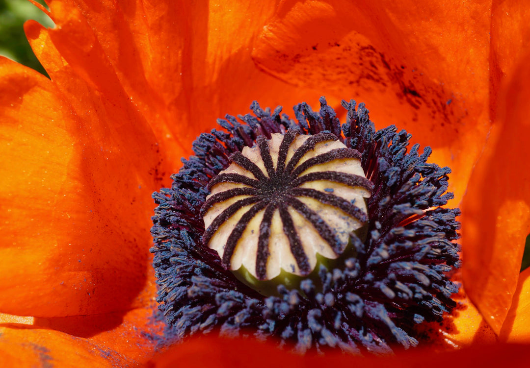 Opiumsvalmue - Papaver somniferum