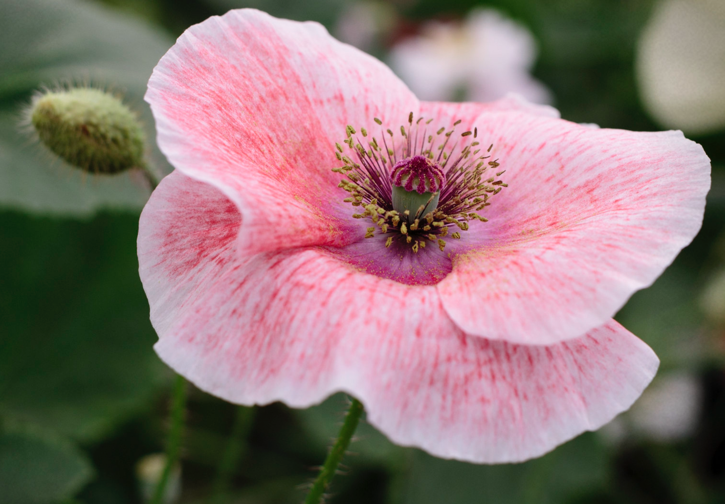 Dobbelt kornvalmue - Dobbelt Pastel - Papaver rhoeas