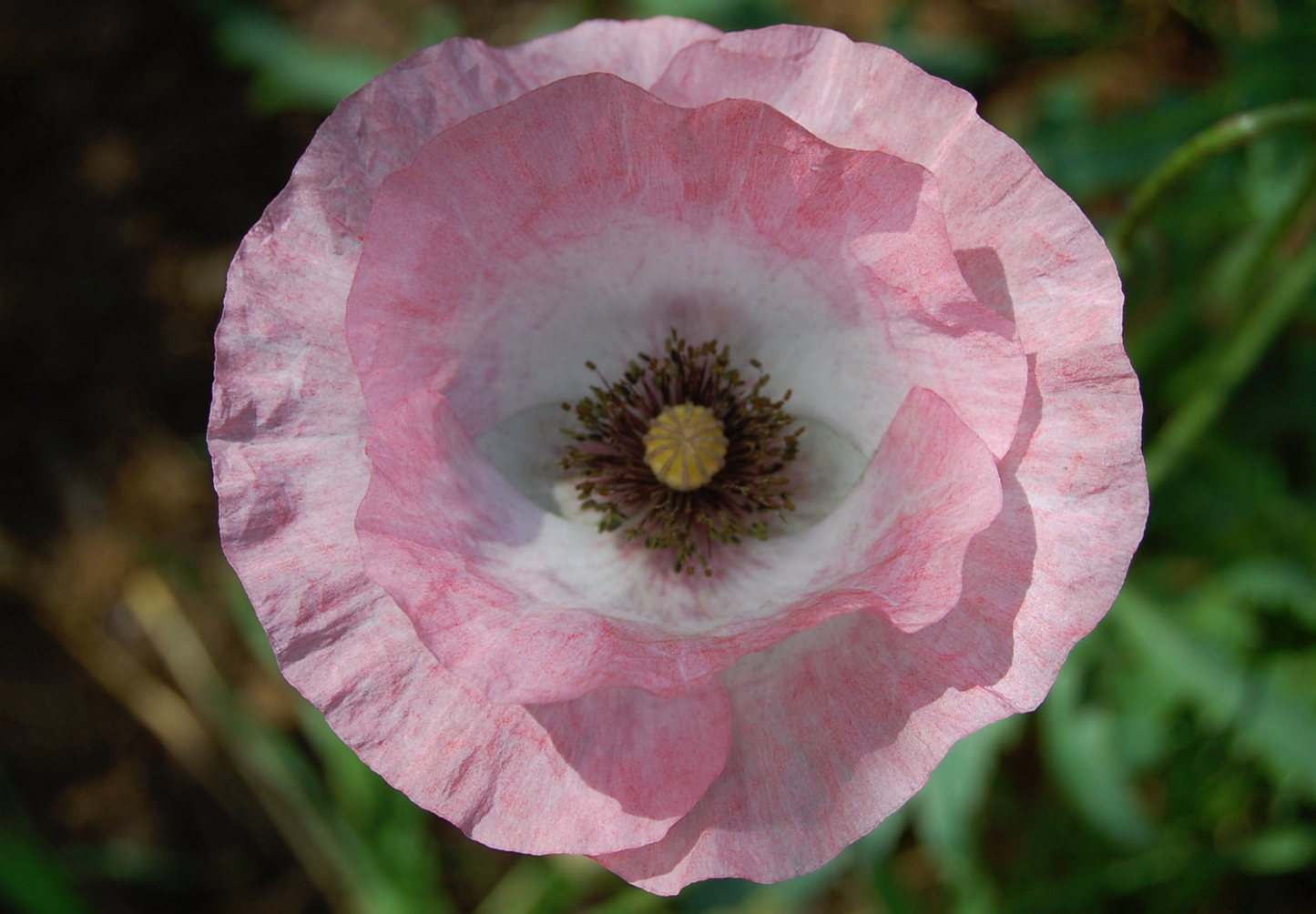 Dobbelt kornvalmue - Dobbelt Pastel - Papaver rhoeas