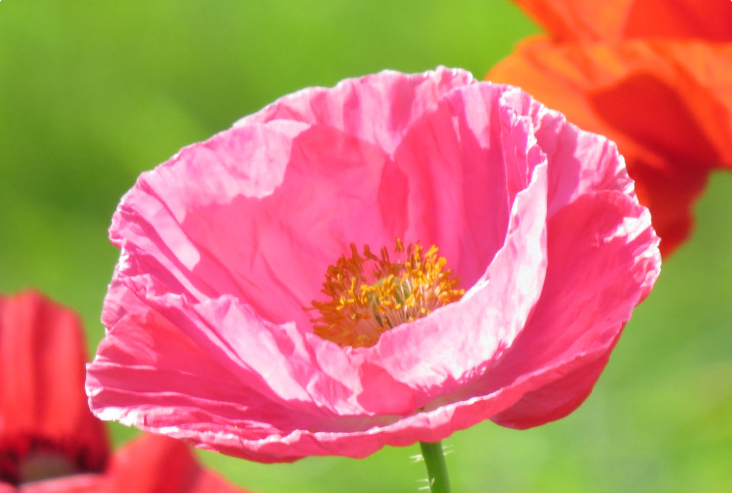 Dobbelt kornvalmue - Dobbelt Pastel - Papaver rhoeas