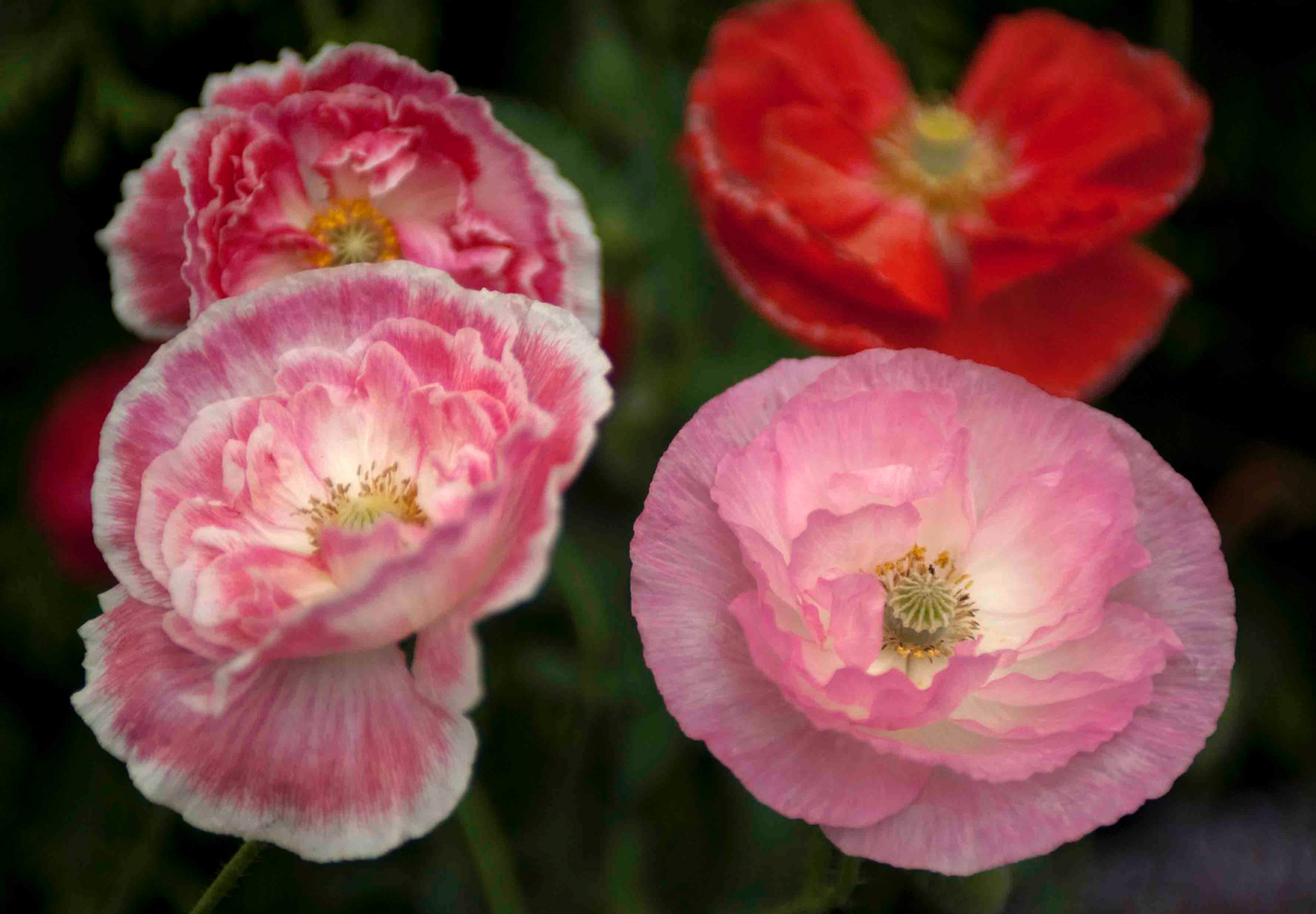 Dobbelt kornvalmue - Dobbelt Pastel - Papaver rhoeas