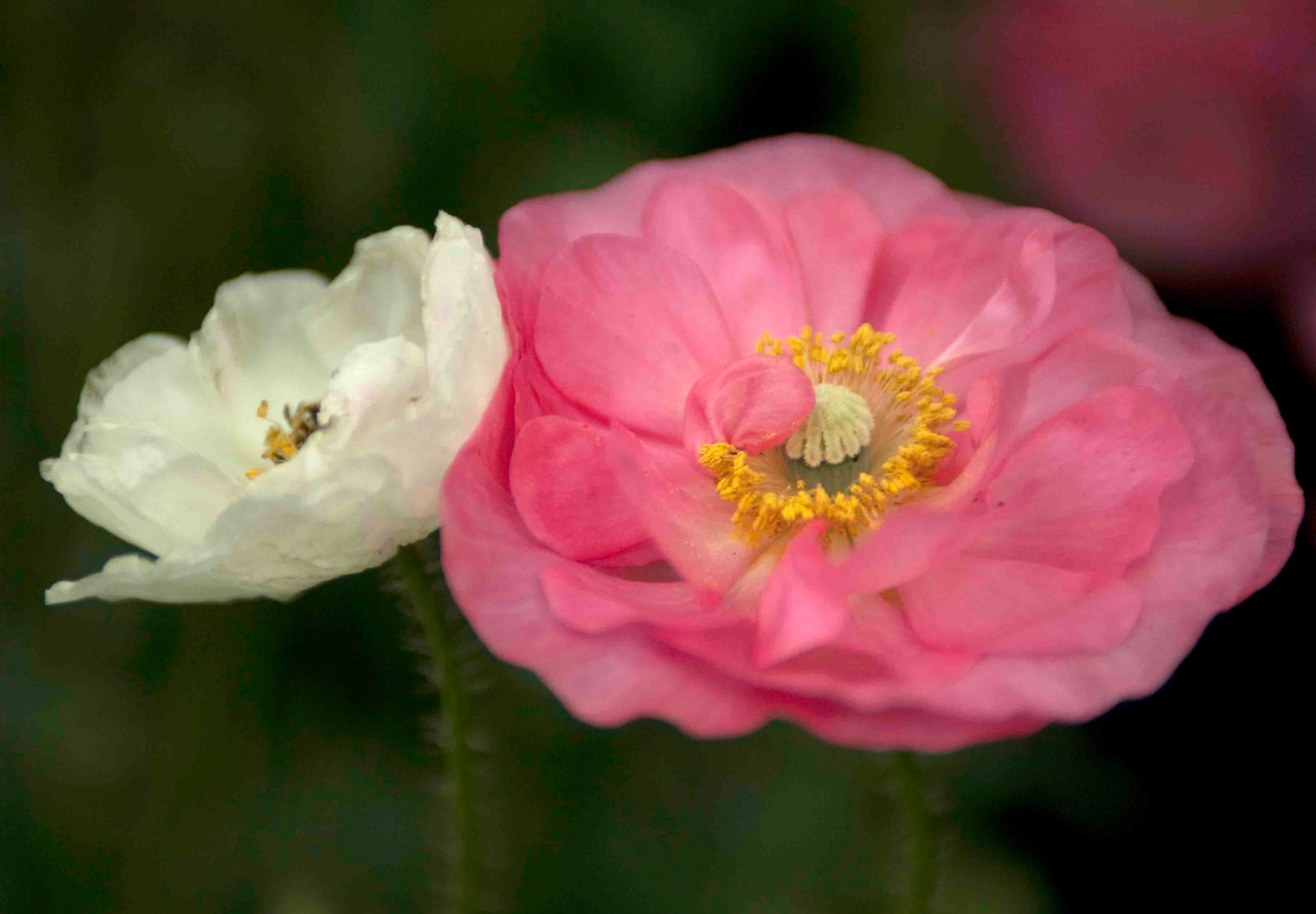 Dobbelt kornvalmue - Dobbelt Pastel - Papaver rhoeas