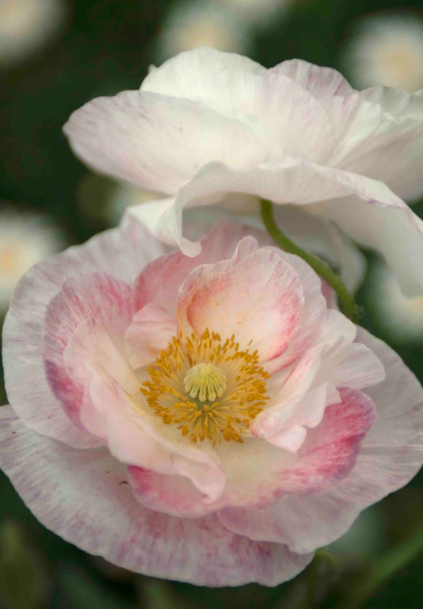 Dobbelt kornvalmue - Dobbelt Pastel - Papaver rhoeas