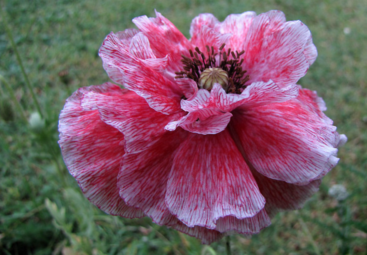 Dobbelt kornvalmue - Dobbelt Pastel - Papaver rhoeas