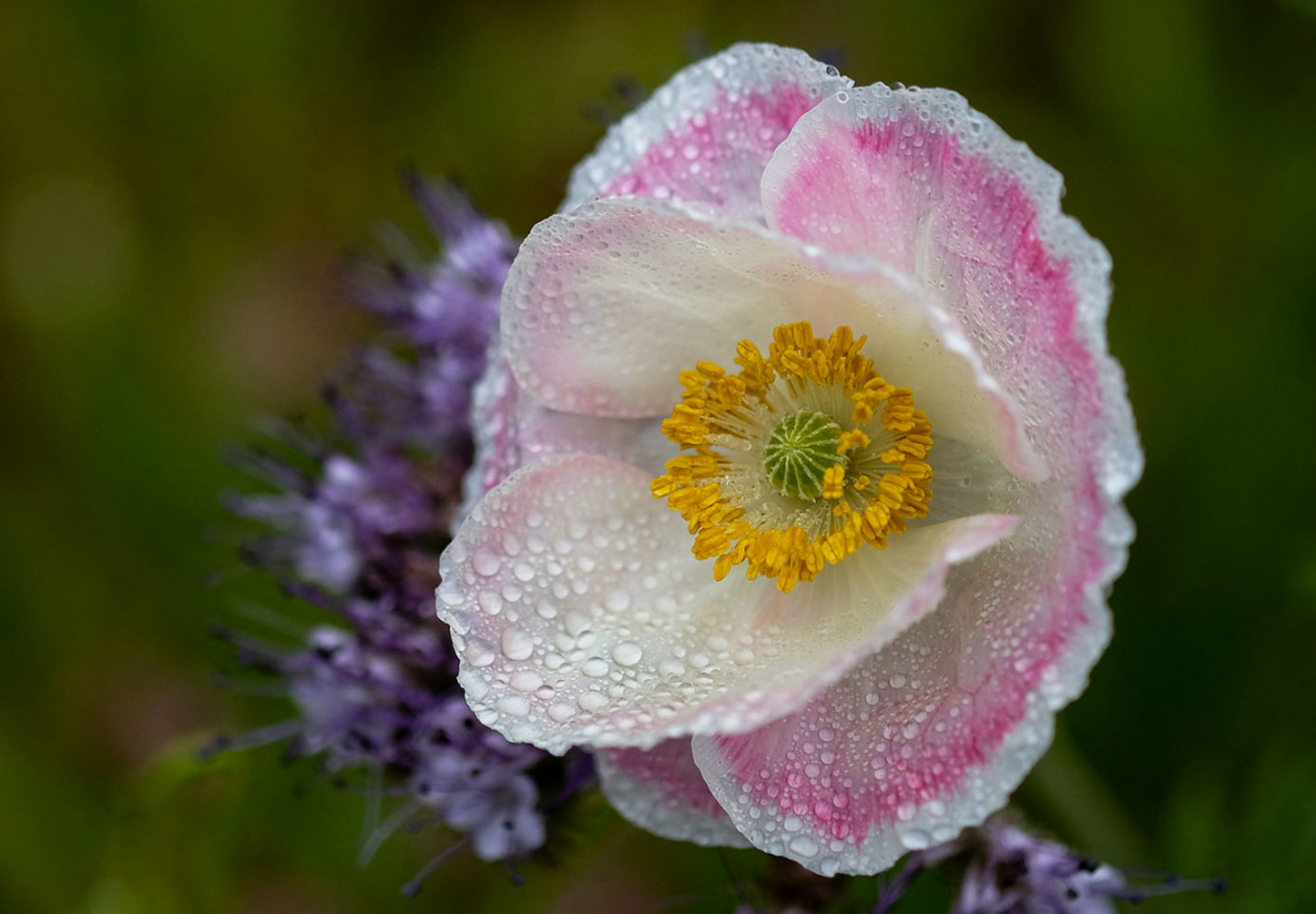 Dobbelt kornvalmue - Dobbelt Pastel - Papaver rhoeas