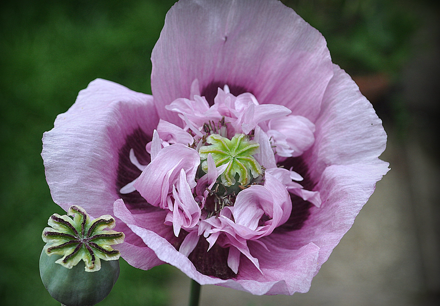 Dobbelt kornvalmue - Dobbelt Pastel - Papaver rhoeas