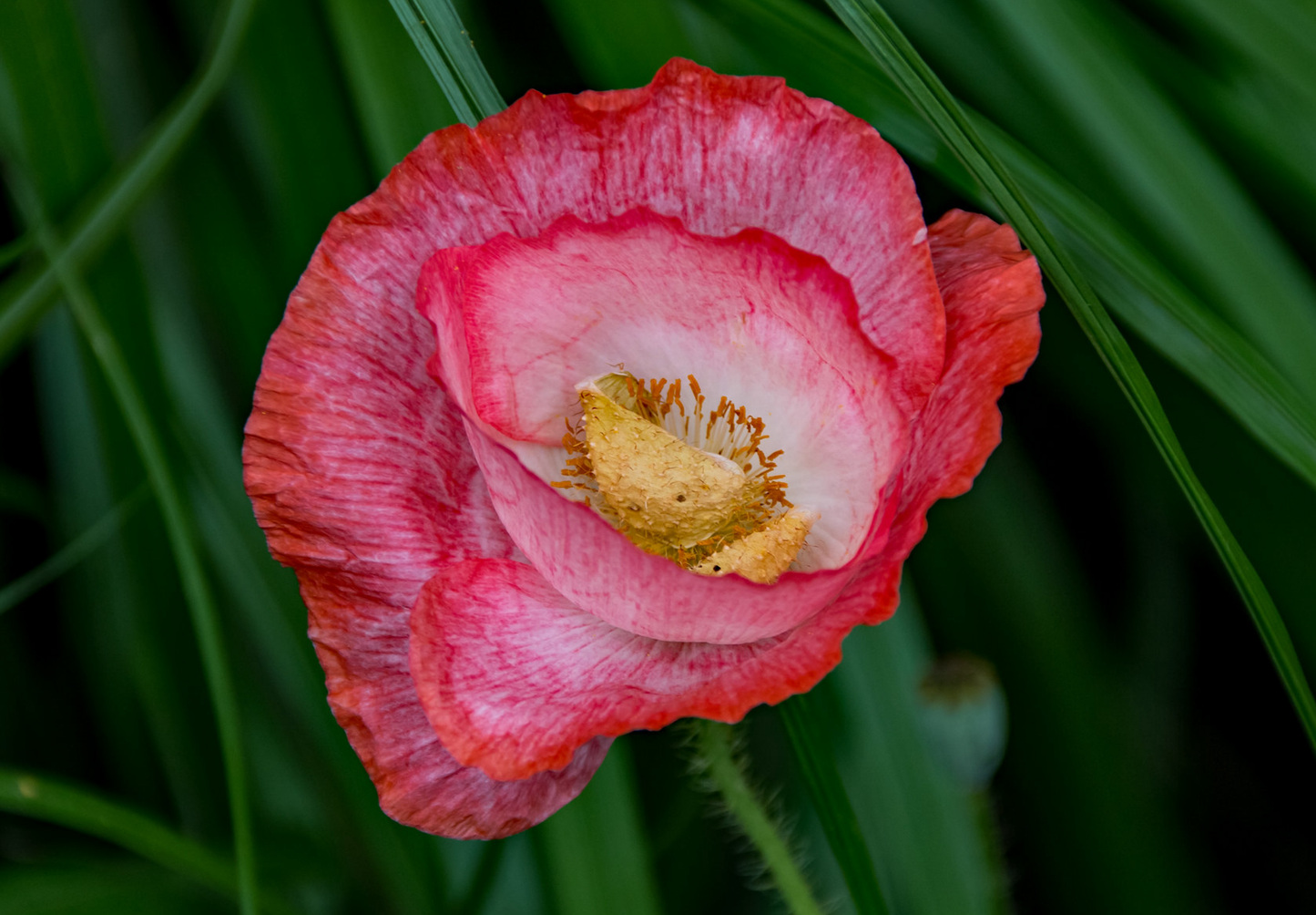 Dobbelt kornvalmue - Dobbelt Pastel - Papaver rhoeas