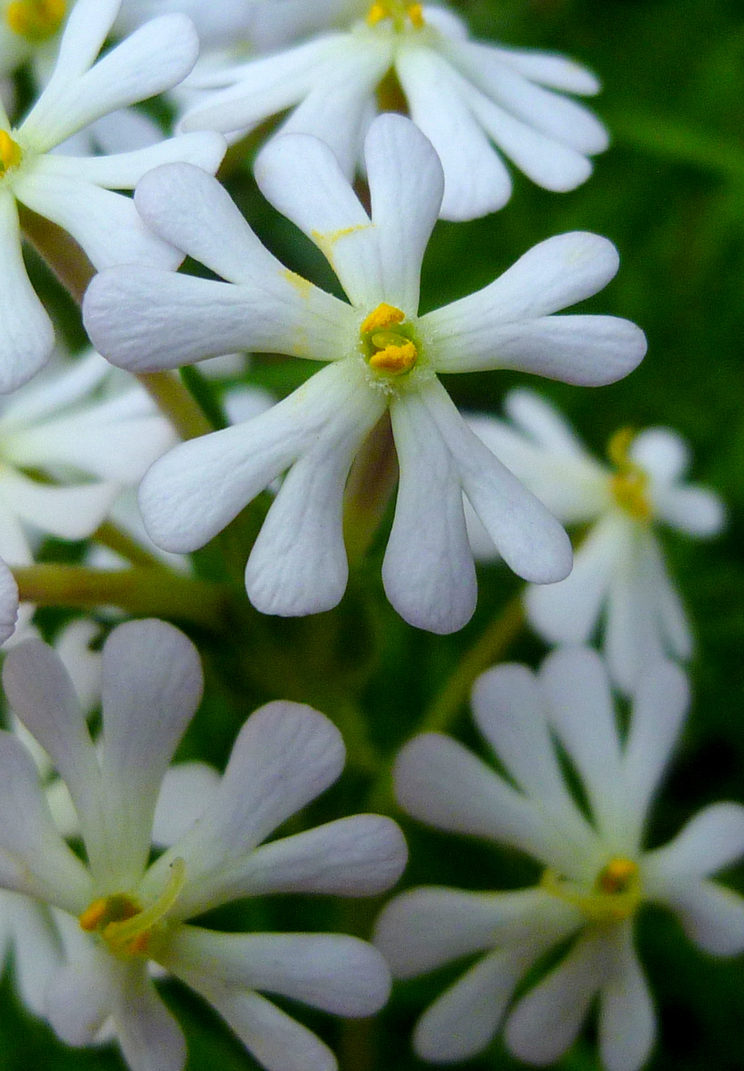 Natfloks - Zaluzianskya capensis &