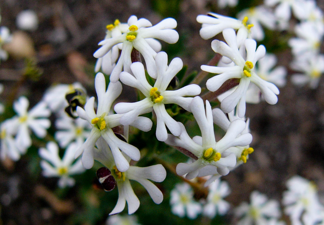 Natfloks - Zaluzianskya capensis &