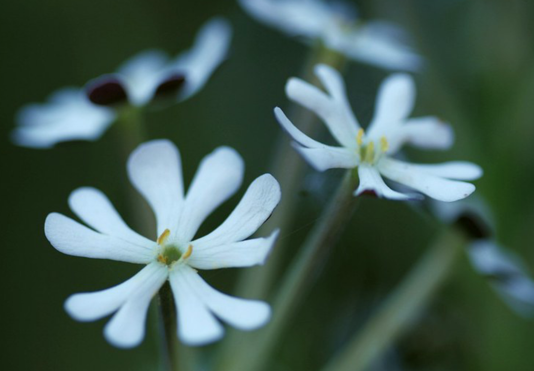 Natfloks - Zaluzianskya capensis &