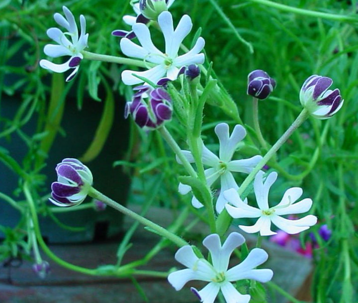 Natfloks - Zaluzianskya capensis &