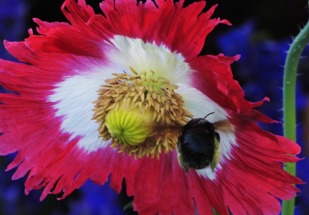 Opiumsvalmue "Dannebrog" - papaver somniferum