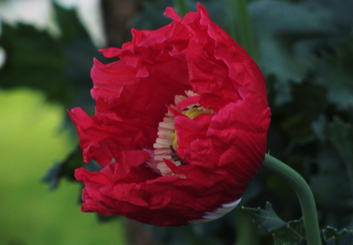 Opiumsvalmue "Dannebrog" - papaver somniferum