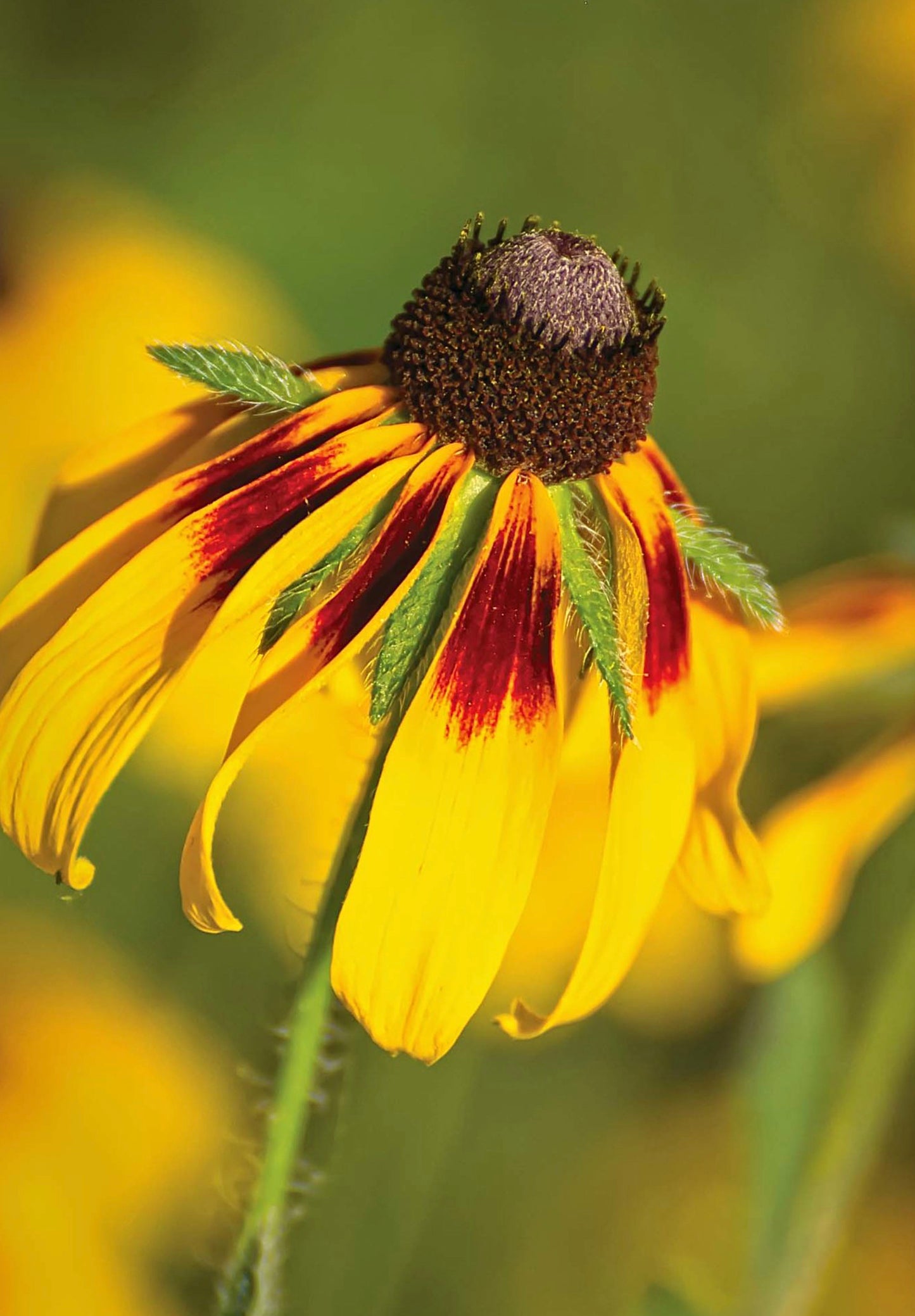 Solhat "Clasping"  - Rudbeckia amplexicaulis