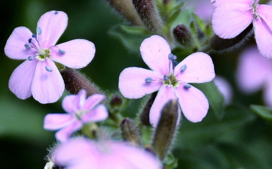 Sæbeurt - saponaria vaccaria