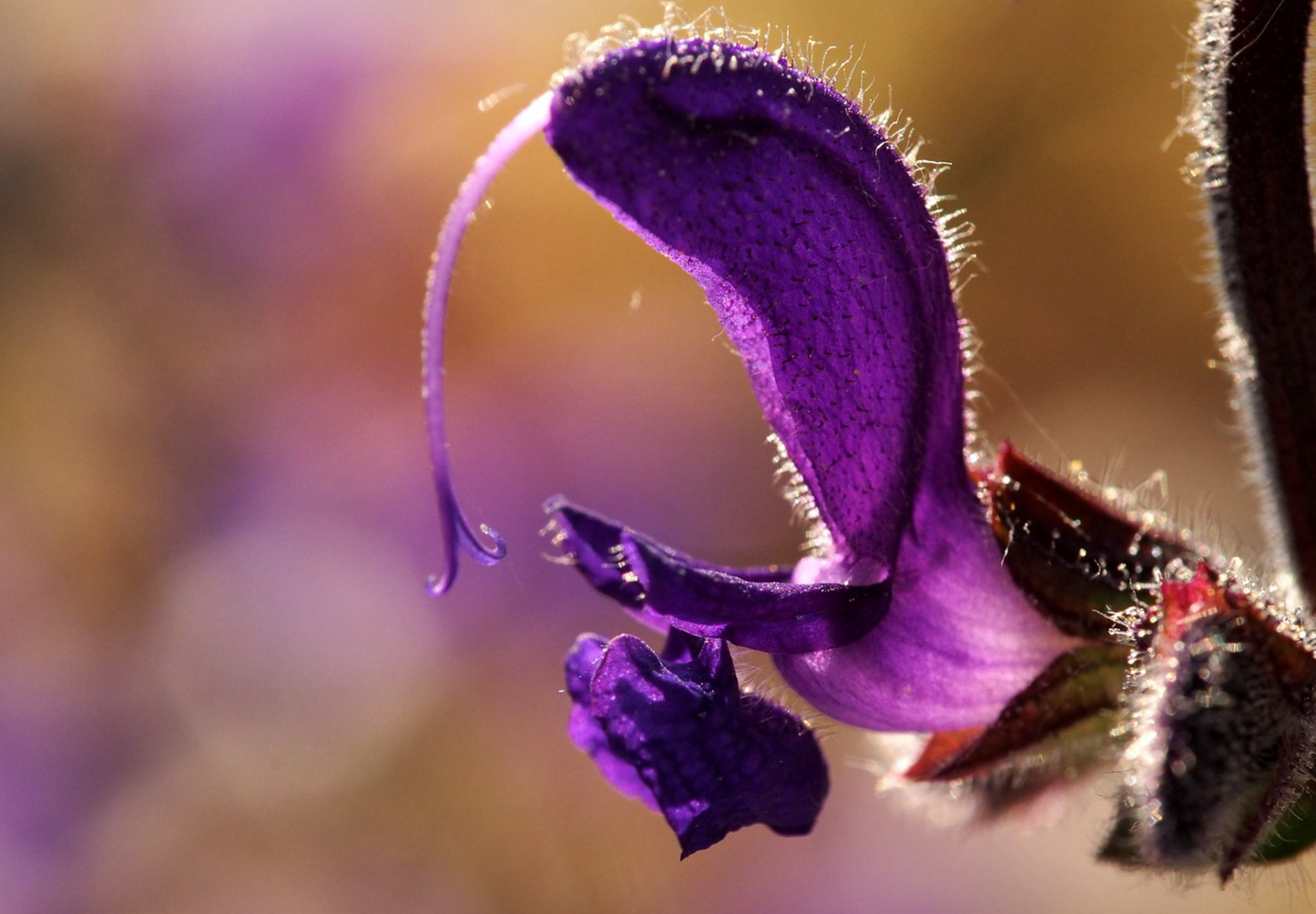 Blå Salvie - Salvia pratensis