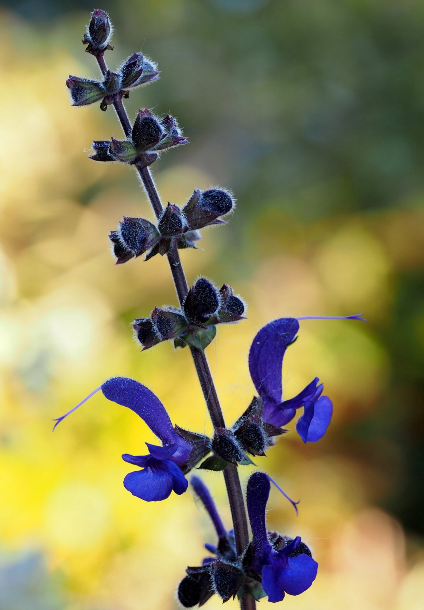 Blå Salvie - Salvia pratensis