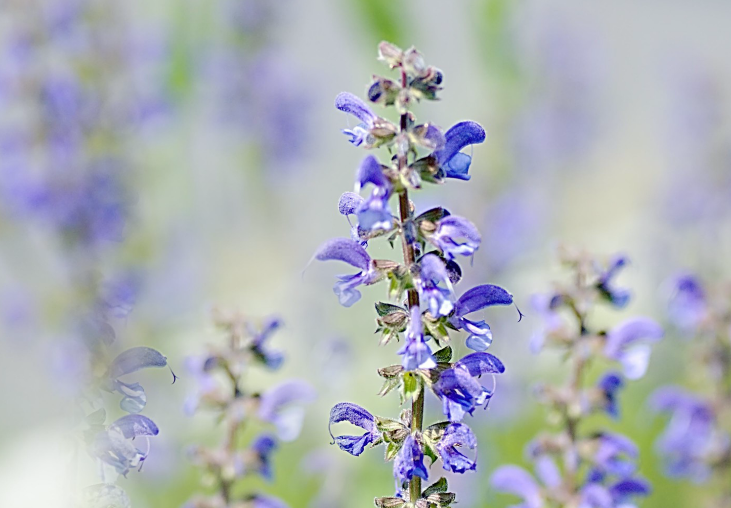 Blå Salvie - Salvia pratensis