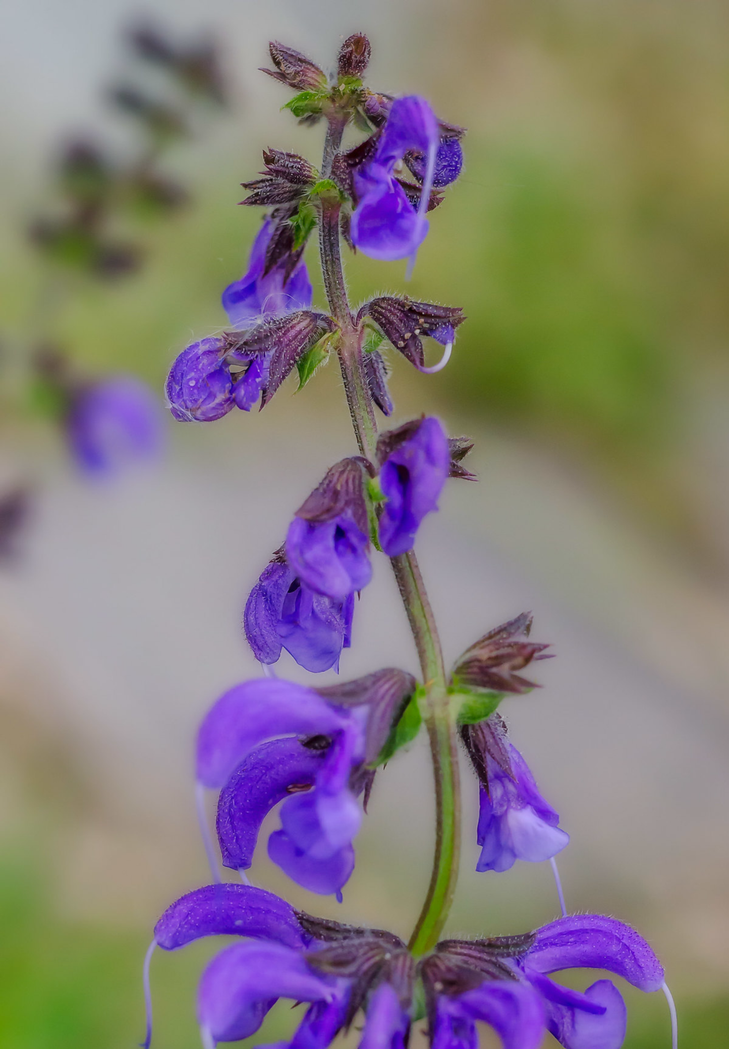 Blå Salvie - Salvia pratensis