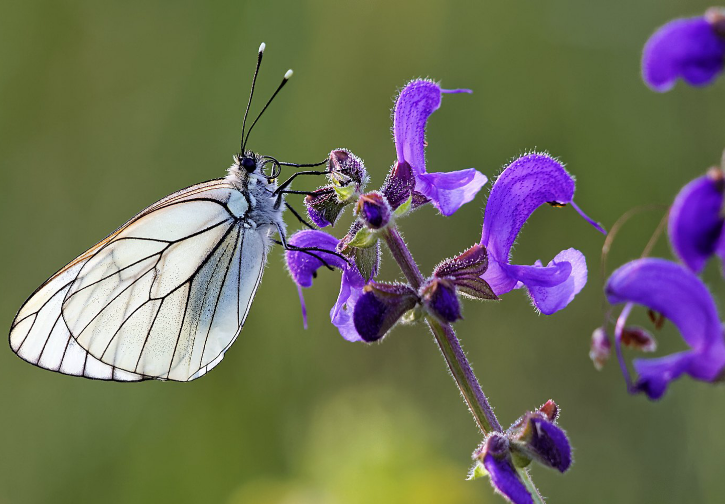 Blå Salvie - Salvia pratensis