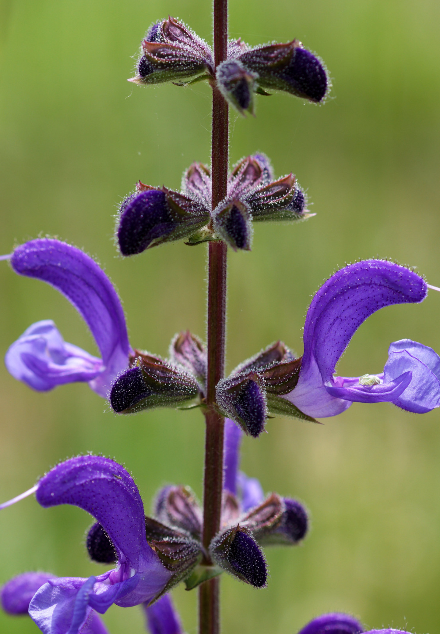 Blå Salvie - Salvia pratensis