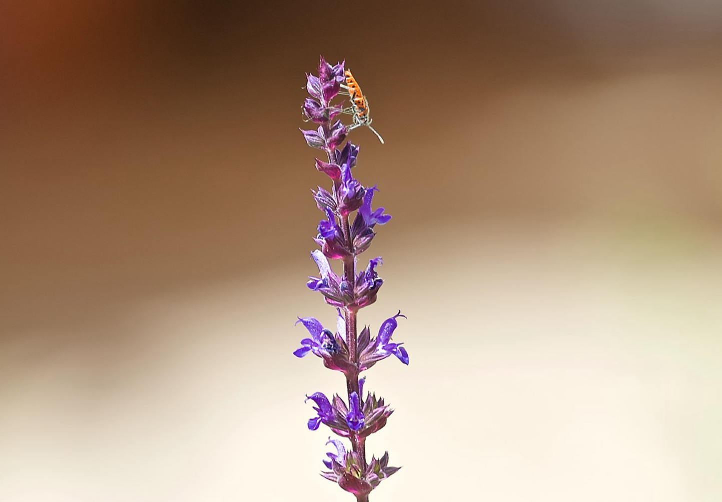 Blå Salvie - Salvia pratensis