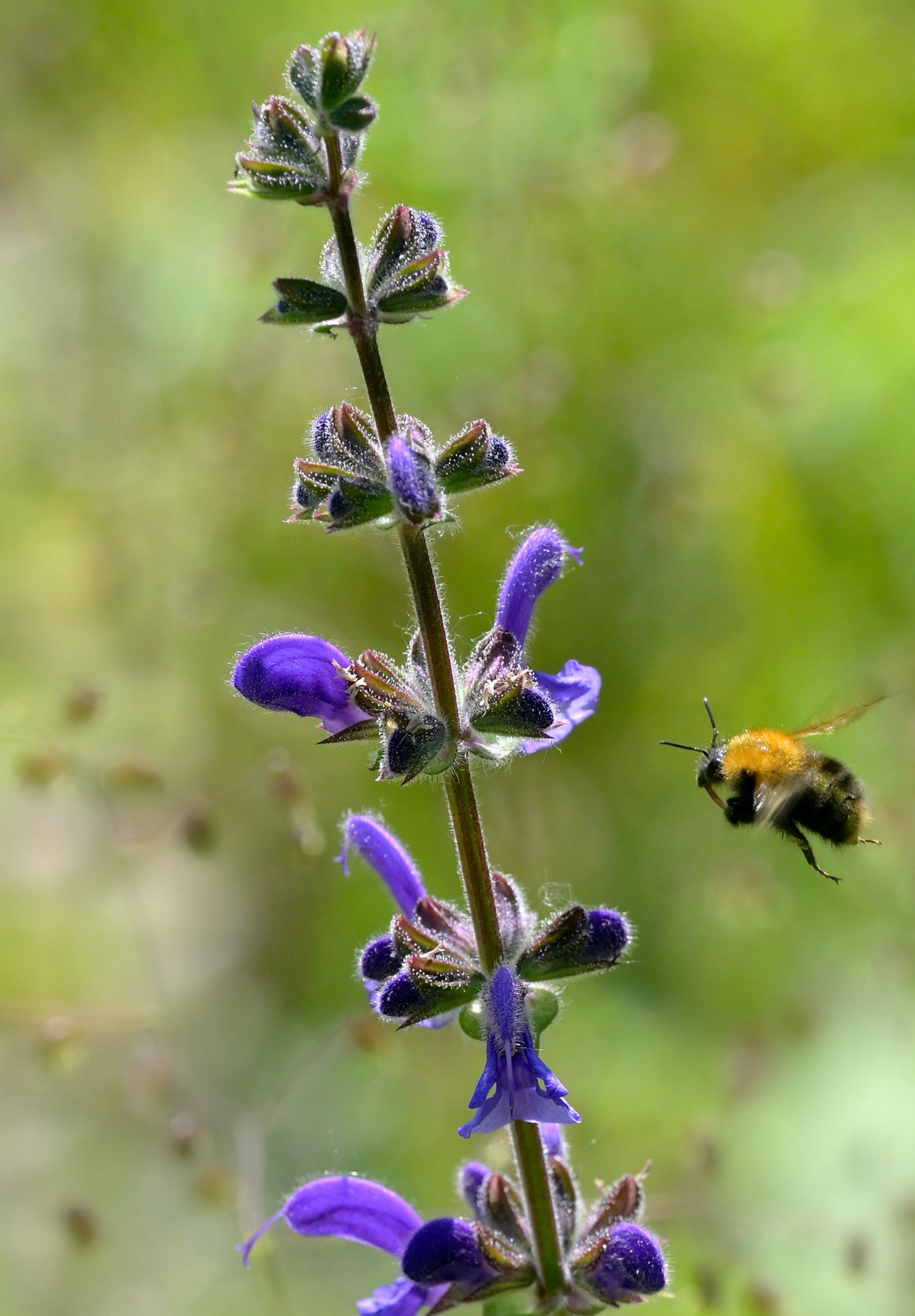 Blå Salvie - Salvia pratensis