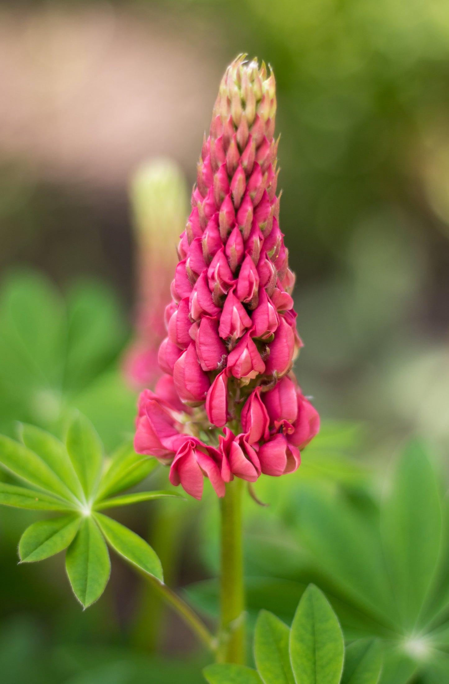 Russel Lupin 'The Castle' Lupinus polyphyllus