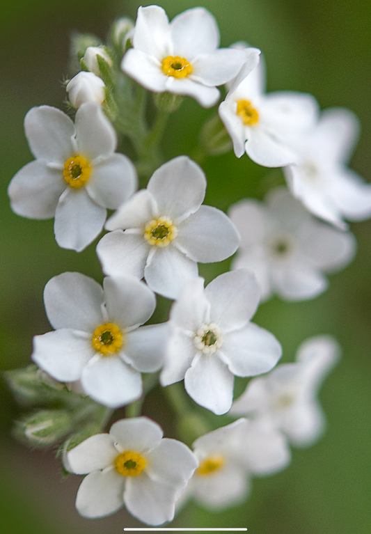 Hvid alpin forglemmigej - myosotis alpestris