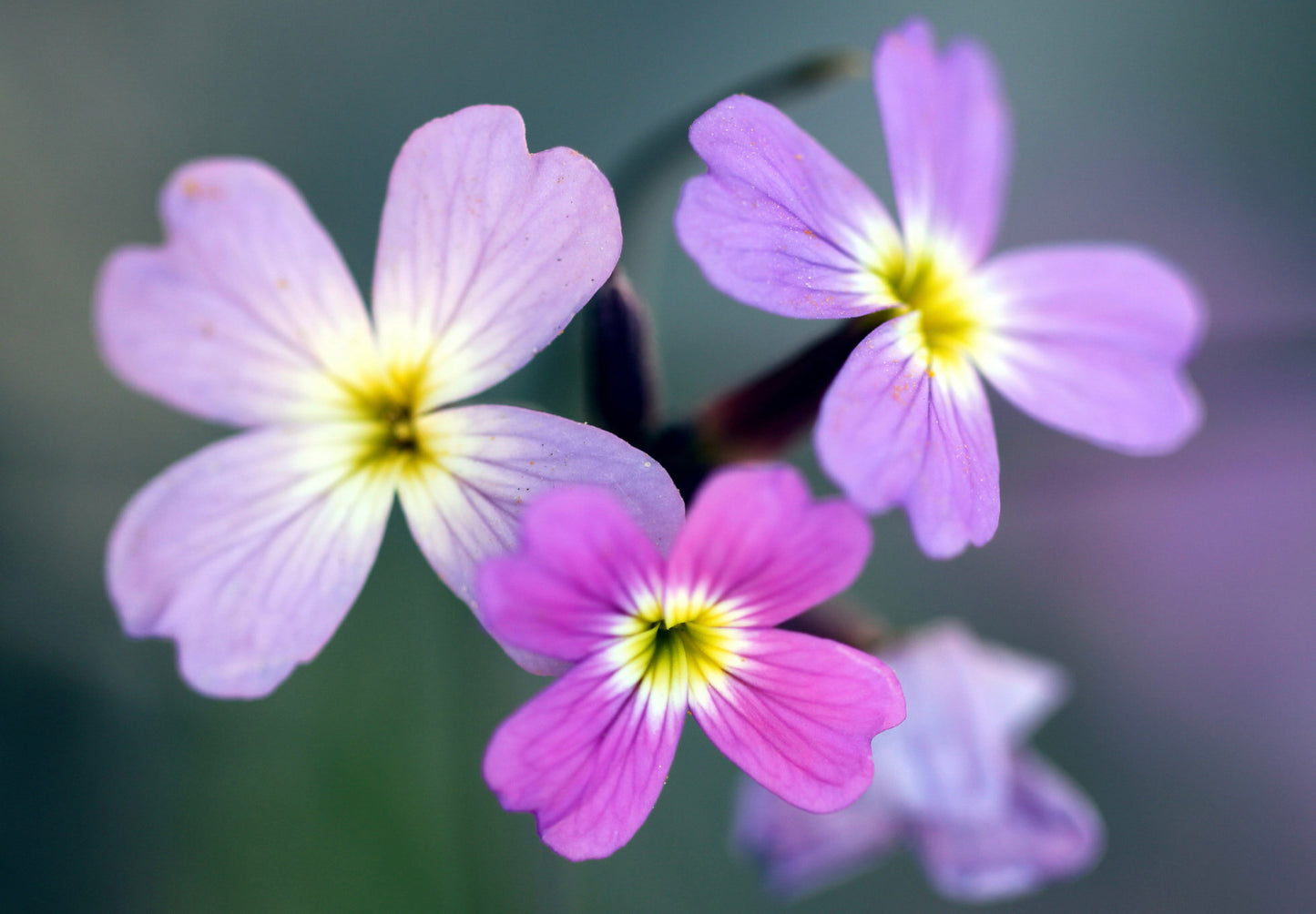 Strandlevkøj - malcolmia maritima