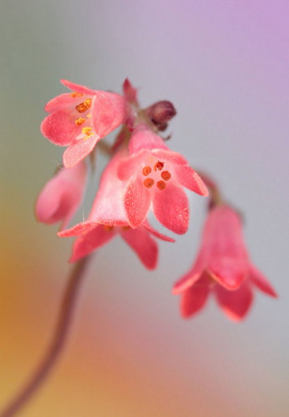 Purpurklokke “Red Coral Bells” - Heuchera Sanguinea