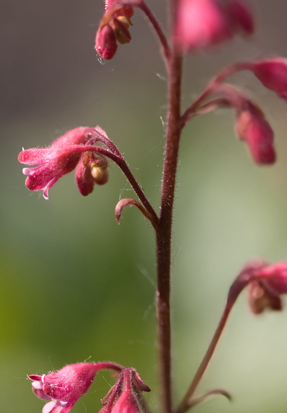 Purpurklokke “Red Coral Bells” - Heuchera Sanguinea