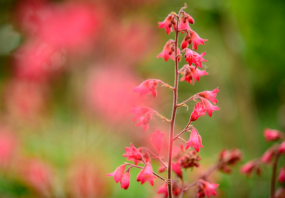 Purpurklokke “Red Coral Bells” - Heuchera Sanguinea