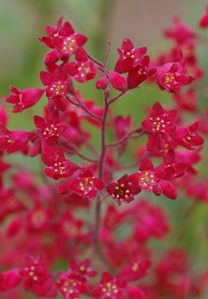Purpurklokke “Red Coral Bells” - Heuchera Sanguinea